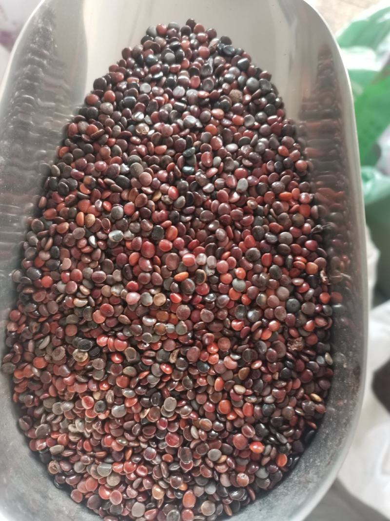 枳椇子药用非种子无硫解酒实拍图一公斤起发货