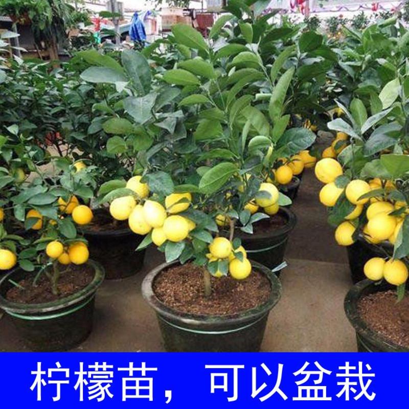 广东香水柠檬苗嫁接苗黄金柠檬优力克柠檬苗无籽
