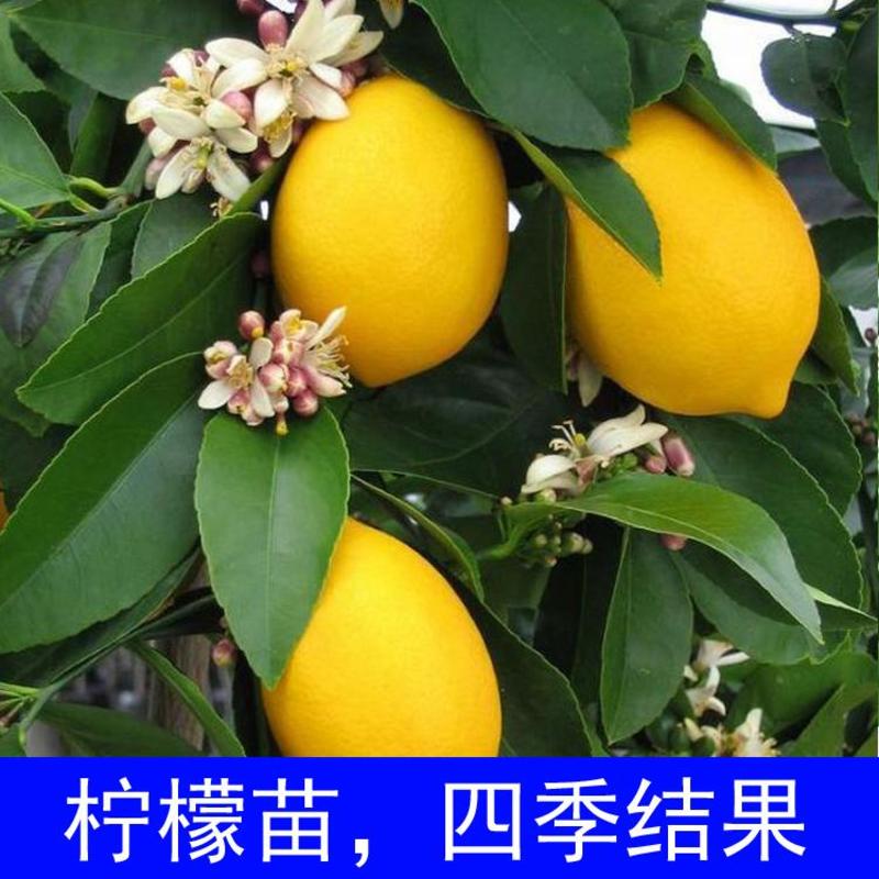 广东香水柠檬苗嫁接苗黄金柠檬优力克柠檬苗无籽
