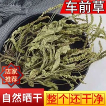 车前草野生泡茶整株全草新鲜无硫干正品泡水中药材清热去火