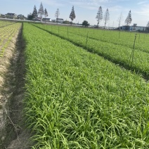 新根头刀二刀大批量供应