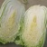 精品产地直供，大白菜4斤以上大量供应
