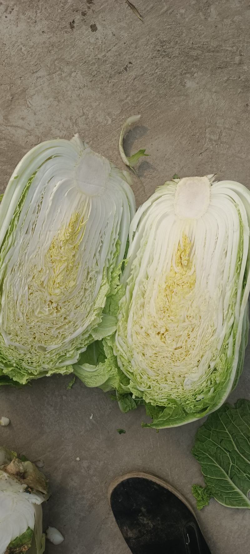精品产地直供，大白菜4斤以上大量供应