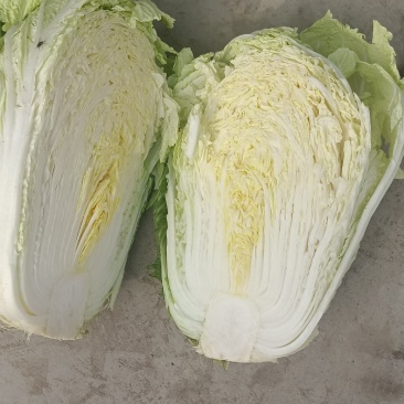 精品产地直供，大白菜4斤以上大量供应