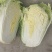 精品产地直供，大白菜4斤以上大量供应