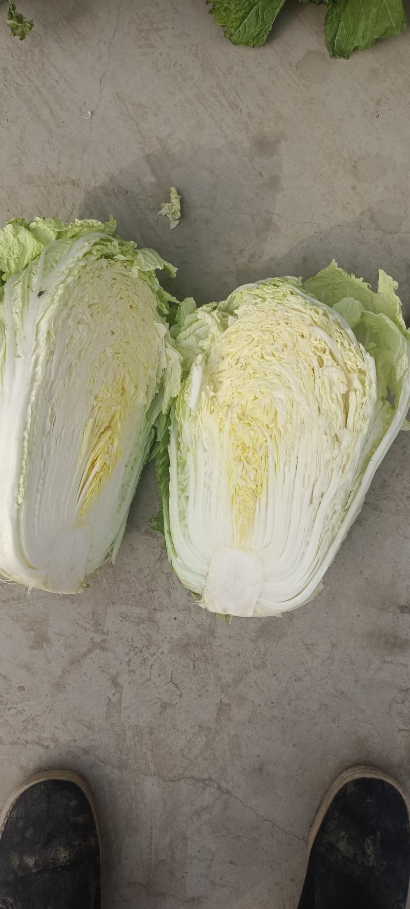 精品产地直供，大白菜4斤以上大量供应