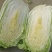 精品产地直供，大白菜4斤以上大量供应