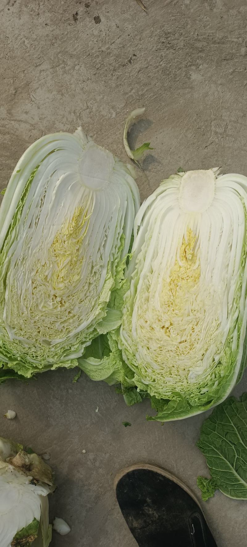 精品产地直供，大白菜4斤以上大量供应