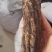 肉苁蓉新疆大芸药食两用整条肉苁蓉规格齐全可供大货