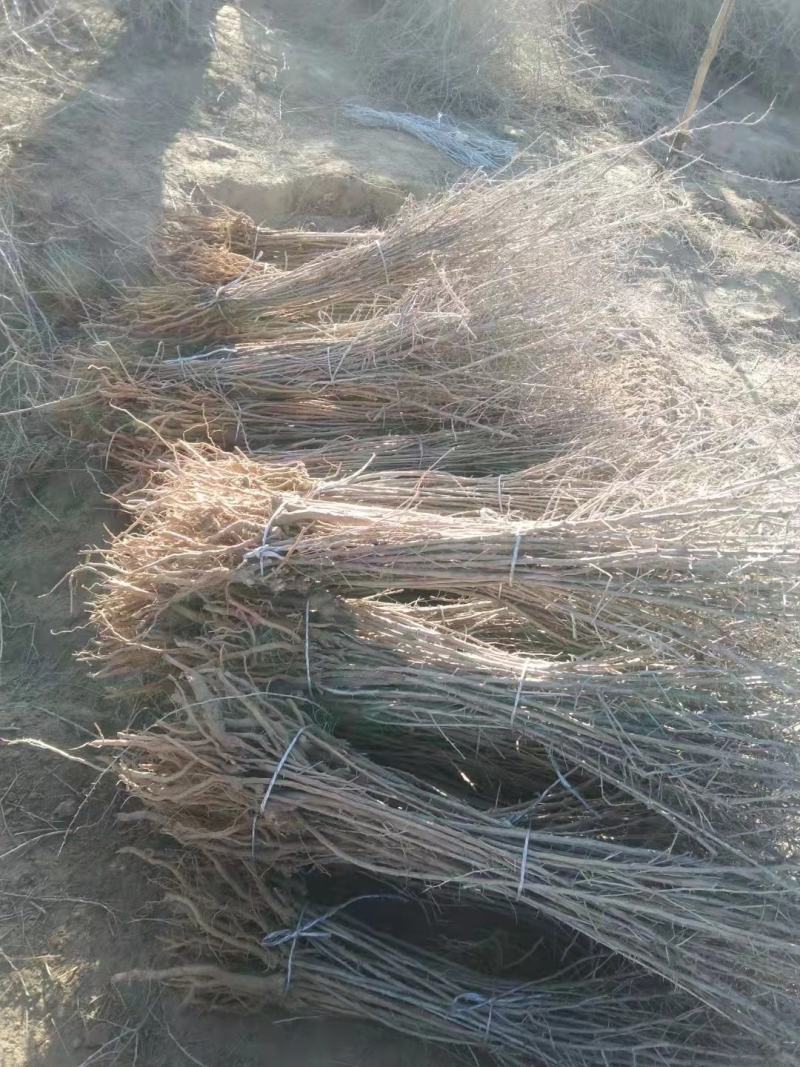 黑枸杞苗新品种黑枸杞苗子批发黑枸杞苗子价格便宜受益多