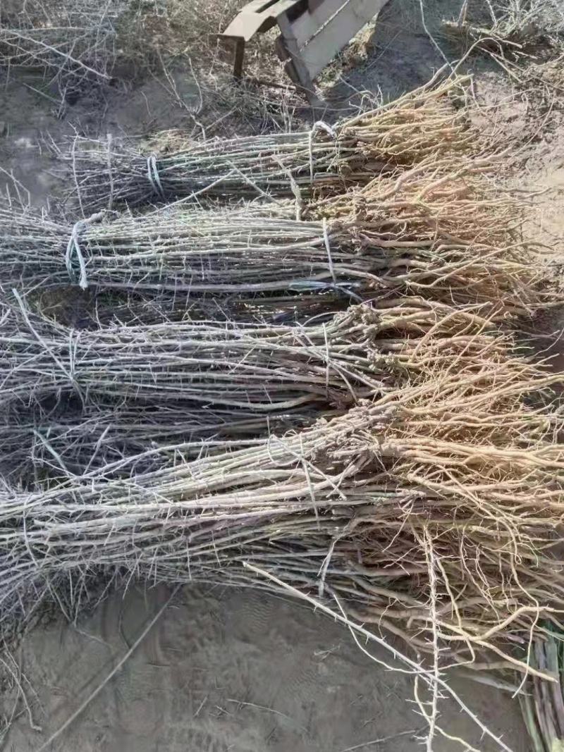 黑枸杞苗新品种黑枸杞苗子批发黑枸杞苗子价格便宜受益多