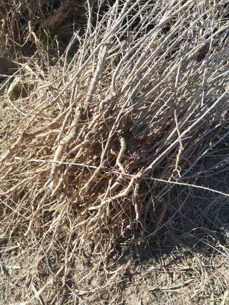 黑枸杞苗新品种黑枸杞苗子批发黑枸杞苗子价格便宜受益多
