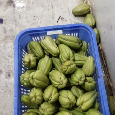 贵州绿皮佛手瓜种，龙须菜种，质量保证，都是自己基地自产自