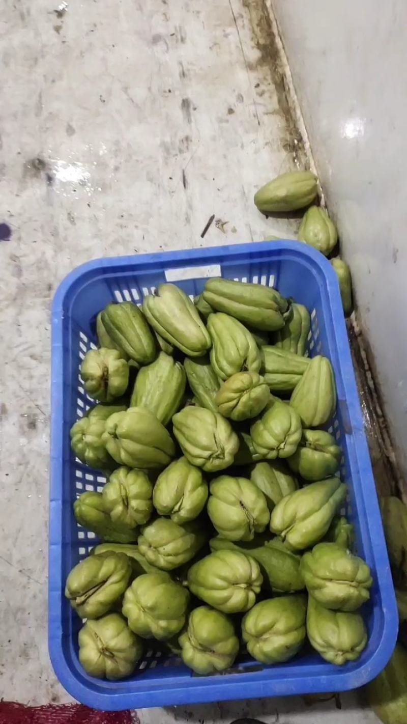 贵州绿皮佛手瓜种，龙须菜种，质量保证，都是自己基地自产自