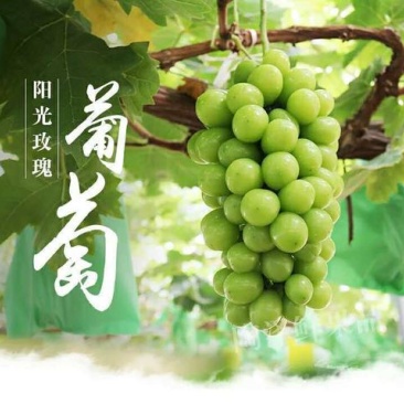 【精品】阳光玫瑰葡萄冷库直发诚信经营货源充足