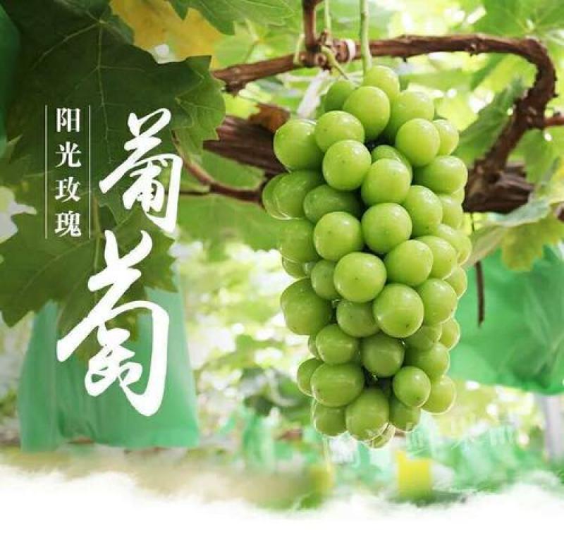 【精品】阳光玫瑰葡萄冷库直发诚信经营货源充足