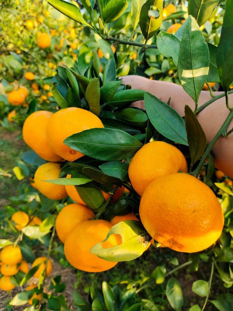 特早蜜橘普早蜜橘湖北精品柑橘大量上市货源充足可视频看货