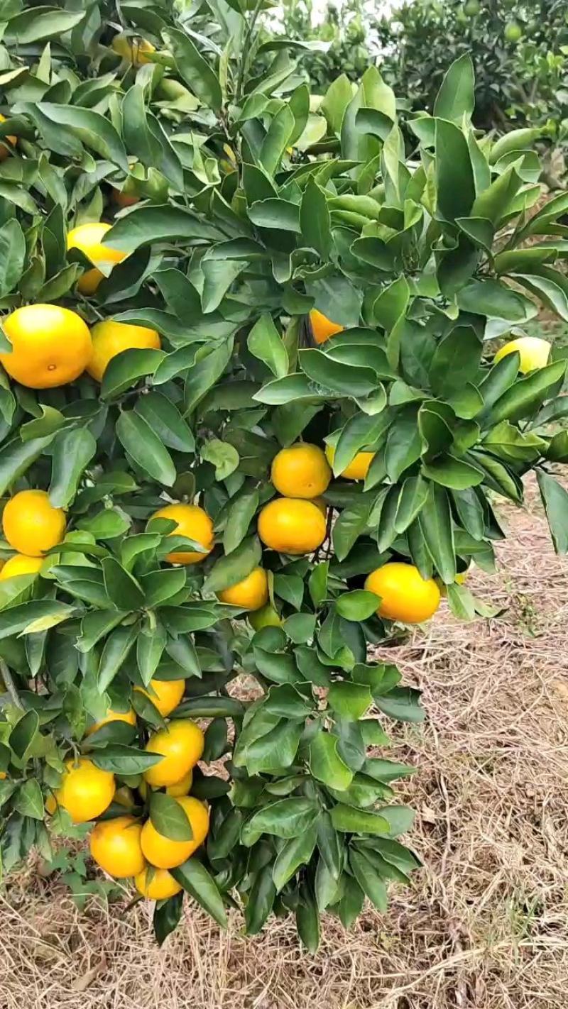 特早蜜橘普早蜜橘湖北精品柑橘大量上市货源充足可视频看货