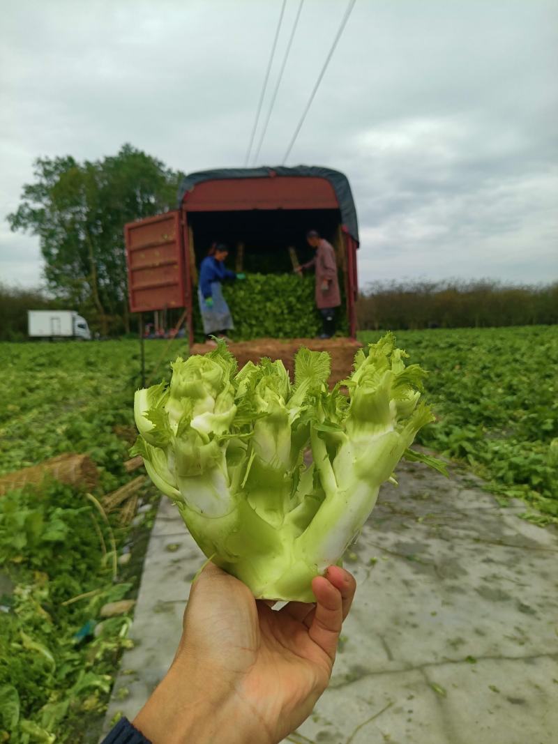 特早精品儿菜，上万亩种植范围，质量好价格随行，每天走车