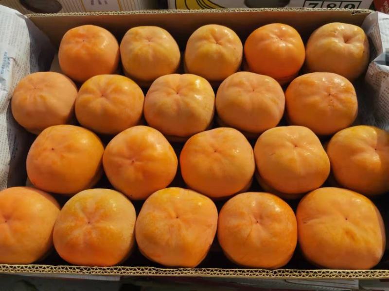 保定满城磨盘箱装柿子上市直发个大饱满果面干净