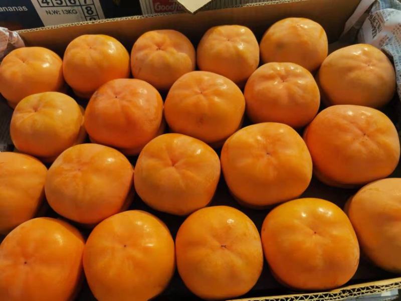 保定满城磨盘箱装柿子上市直发个大饱满果面干净