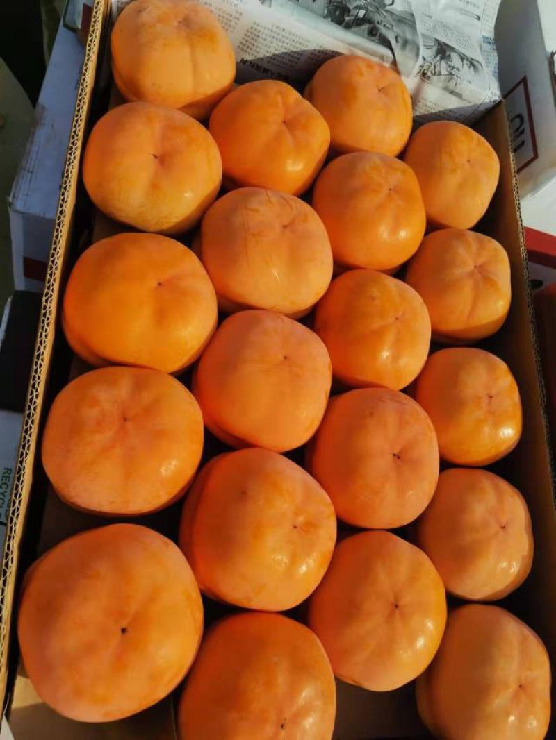 保定满城磨盘箱装柿子上市直发个大饱满果面干净