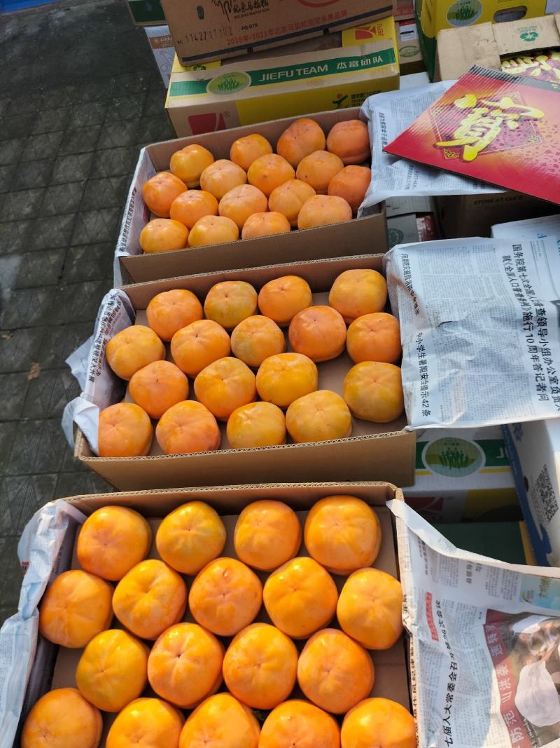 保定满城磨盘箱装柿子上市直发个大饱满果面干净