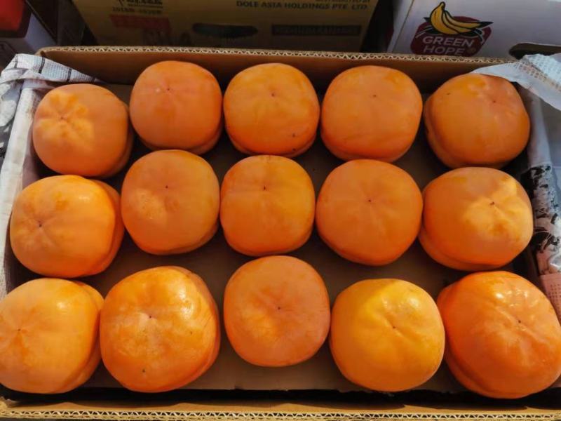 保定满城磨盘箱装柿子上市直发个大饱满果面干净