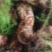 野生菌