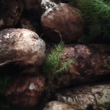 野生菌