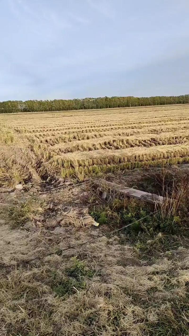 稻谷粘稻谷量大从优基地直供对接全国市场