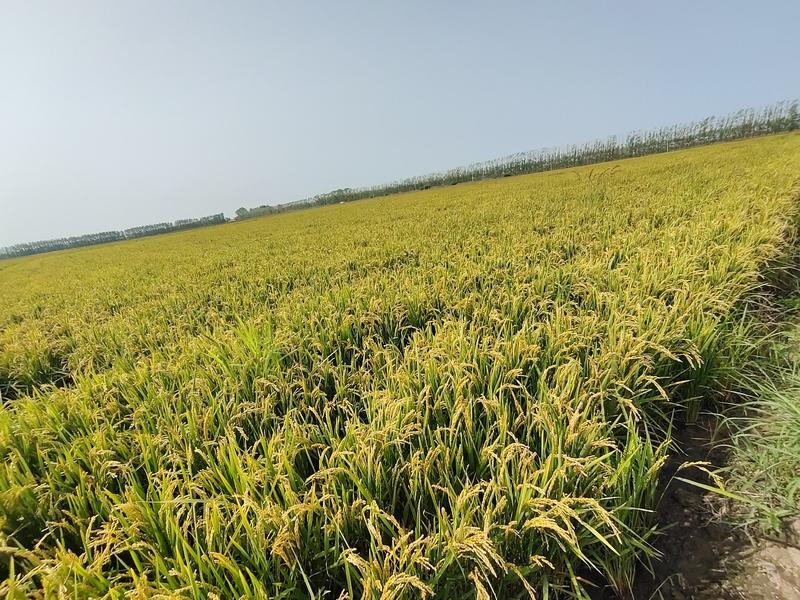 稻谷粘稻谷量大从优基地直供对接全国市场