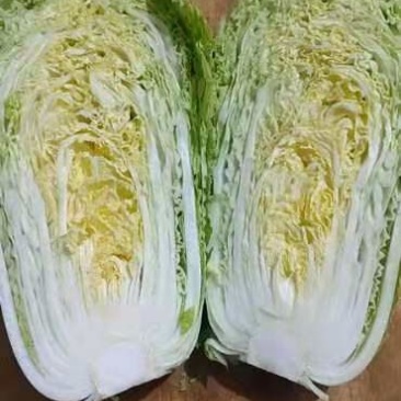 黄心大白菜，黄心白菜大量上市中，欢迎新老客户