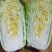 黄心大白菜，黄心白菜大量上市中，欢迎新老客户