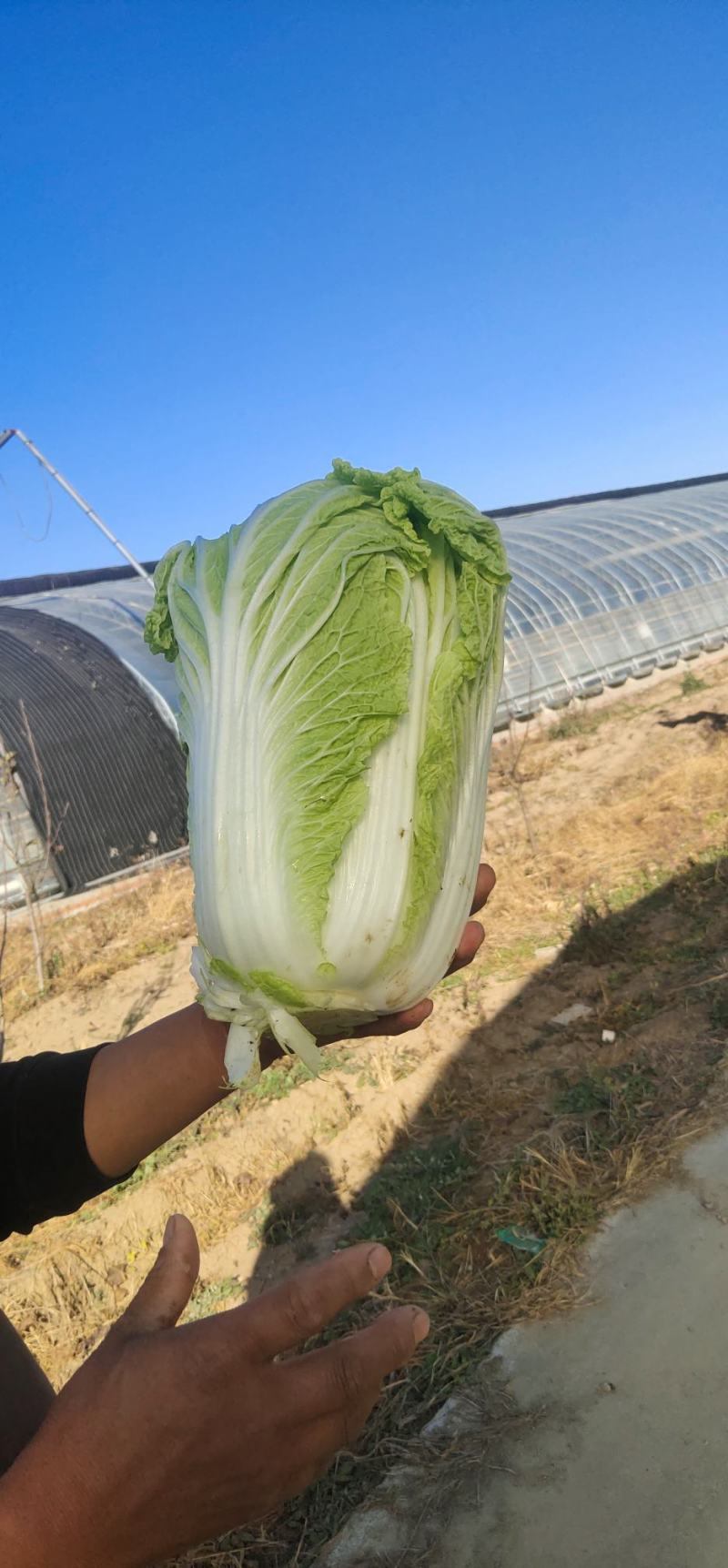 黄心大白菜，黄心白菜大量上市中，欢迎新老客户