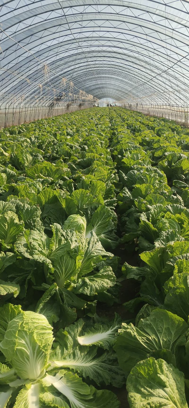 黄心大白菜，黄心白菜大量上市中，欢迎新老客户