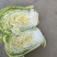 黄心大白菜，黄心白菜大量上市中，欢迎新老客户