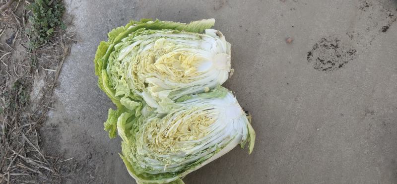 黄心大白菜，黄心白菜大量上市中，欢迎新老客户
