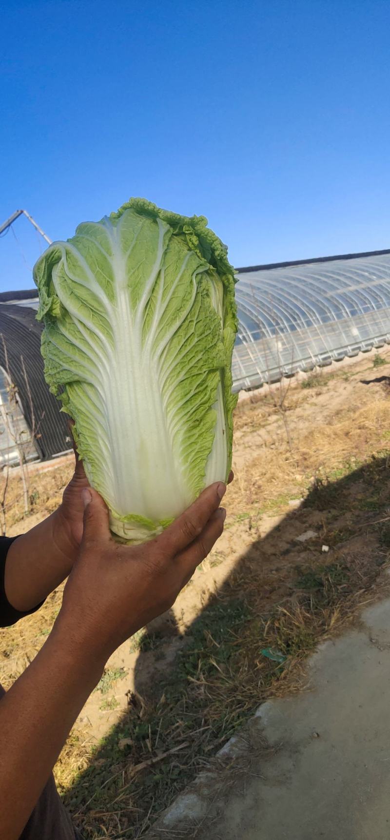 黄心大白菜，黄心白菜大量上市中，欢迎新老客户