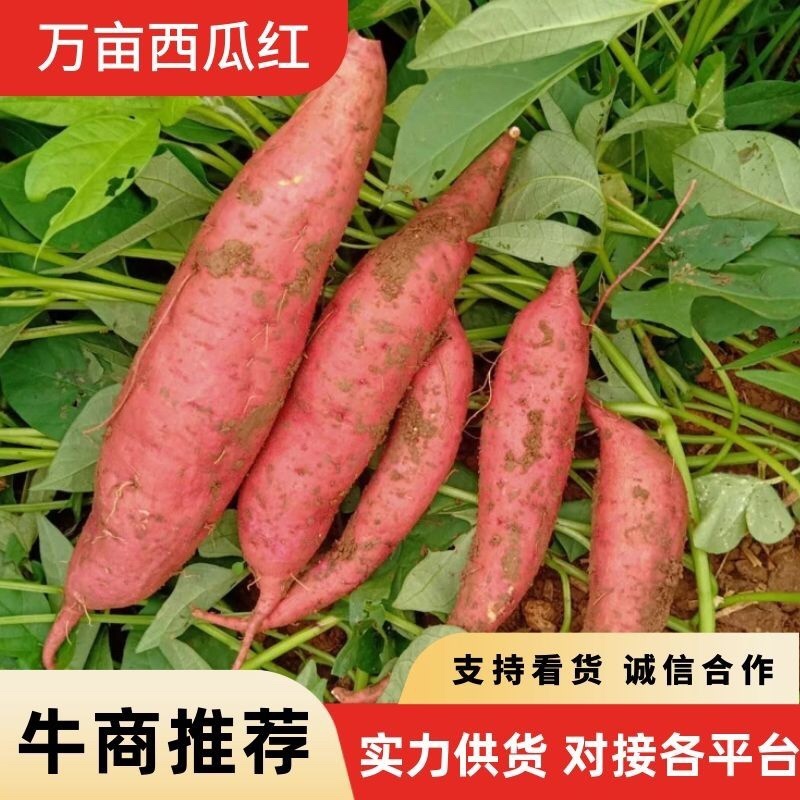 新鲜开封西瓜红红薯大量上市支持市场电商加工厂货源充足