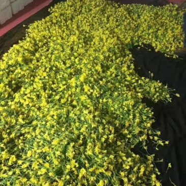 产地青黄节瓜—基地直供，一手货源基地直发