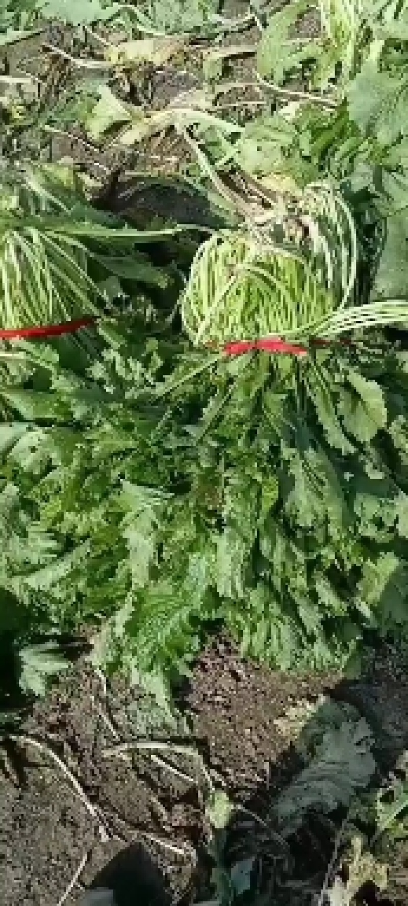 东台雪里红大量上市，品种齐全，物美价廉，产地直销