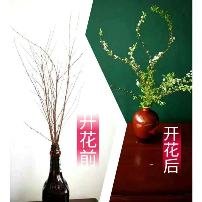 东北雪柳珍珠绣线菊干枝遇水爆雪花