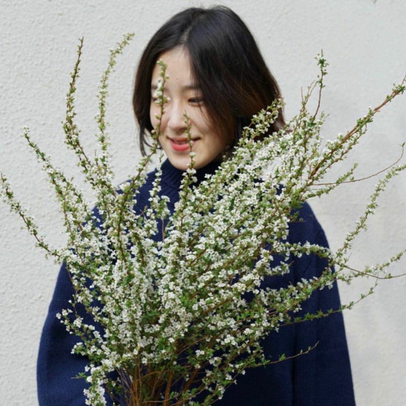 东北雪柳珍珠绣线菊干枝遇水爆雪花
