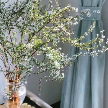 东北雪柳珍珠绣线菊干枝遇水爆雪花