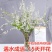 东北雪柳珍珠绣线菊干枝遇水爆雪花