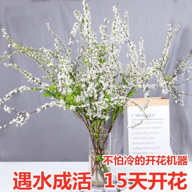 东北雪柳珍珠绣线菊干枝遇水爆雪花