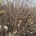 东北雪柳珍珠绣线菊干枝遇水爆雪花