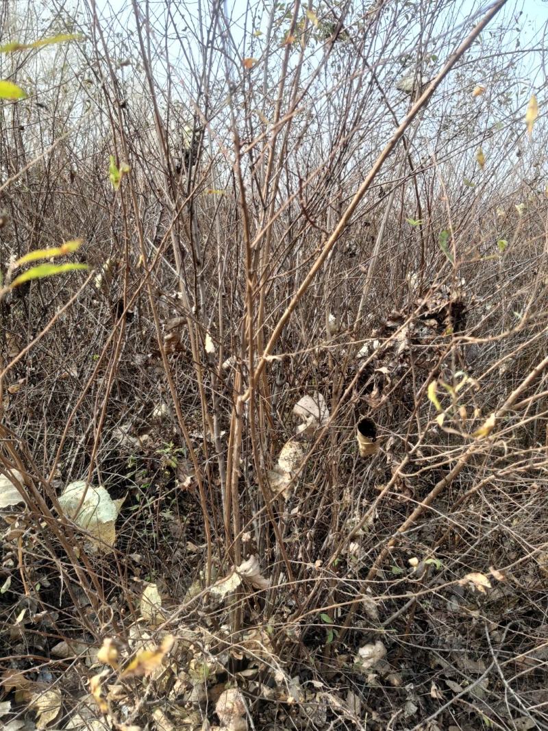 东北雪柳珍珠绣线菊干枝遇水爆雪花
