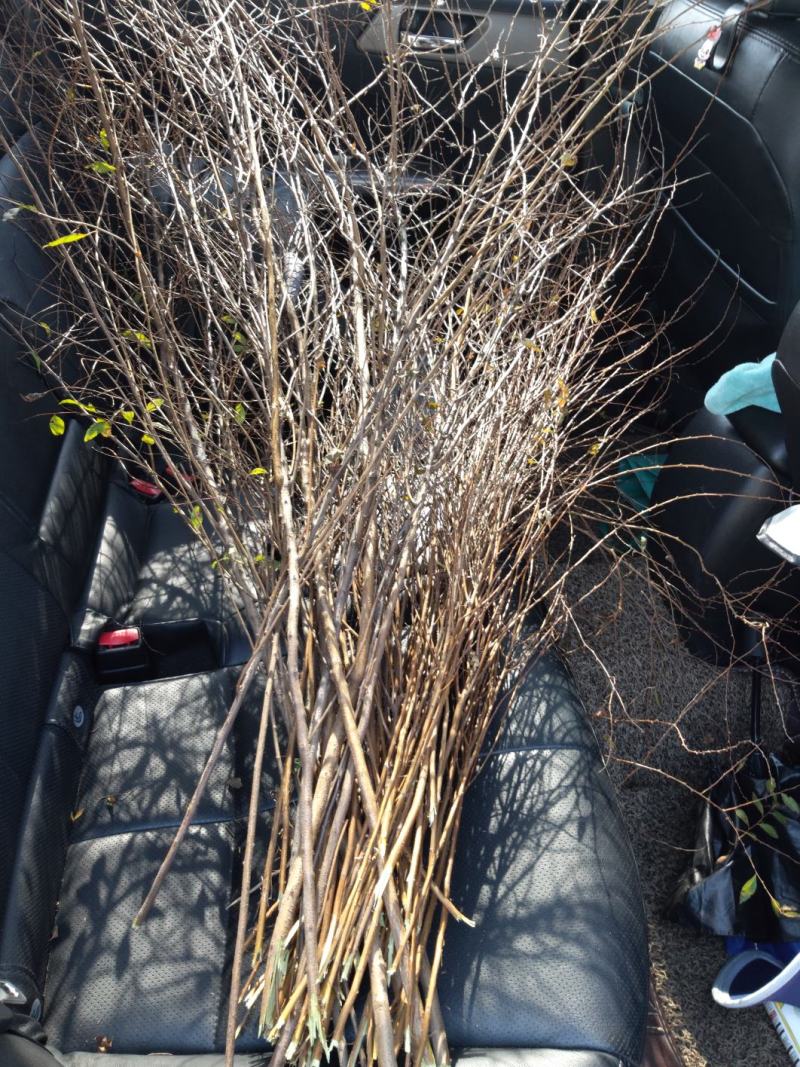 东北雪柳珍珠绣线菊干枝遇水爆雪花